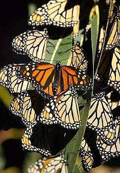 Monarchs cling to sun-warmed branches in Big Sur, some having traveled 2,400 miles to reach their winter destination.