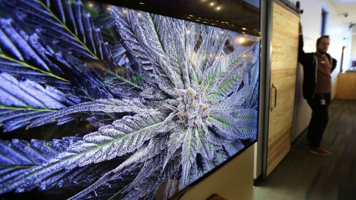 A cannabis plant on a video screen decorates the New England Treatment Access medical marijuana dispensary in Northampton, Mass., one of two stores in the state that have been given the green light to begin selling recreational pot.