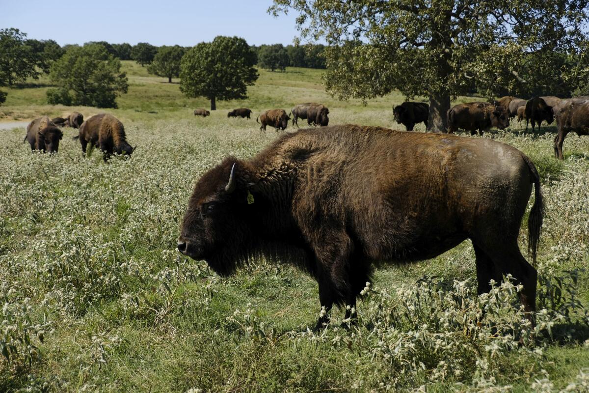 A herd of bison grazes at a Cherokee Nation ranch.