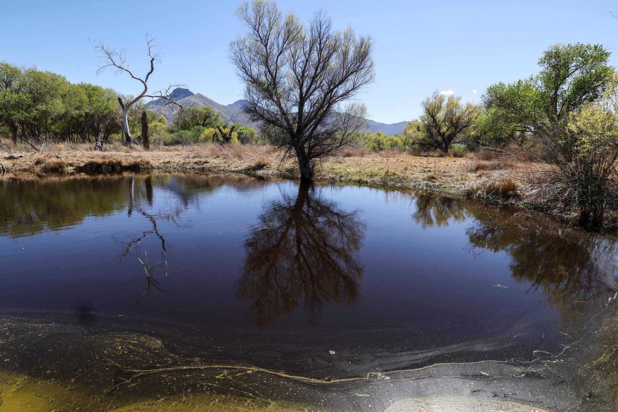 Un árbol crece al borde de una masa de agua estancada, con un paisaje montañoso como telón de fondo.