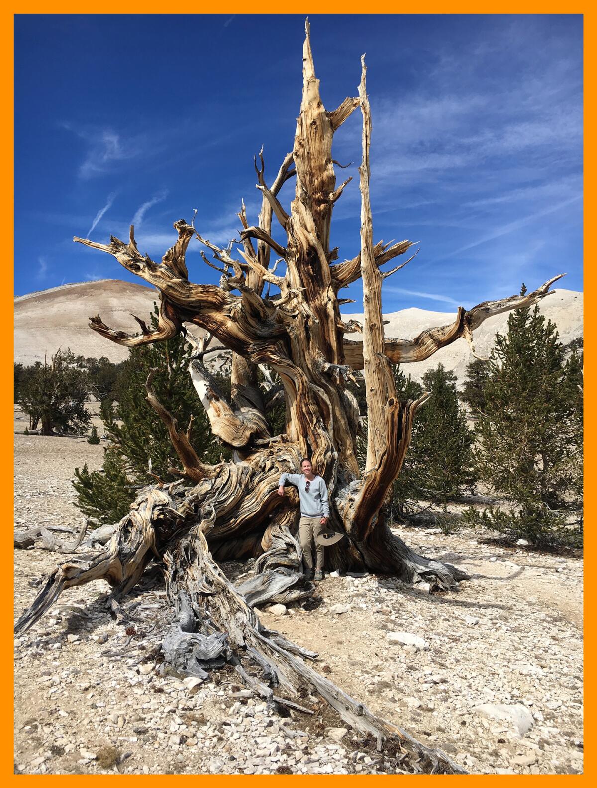 A person stands by a large bristlecone pine tree, with blue sky and mountains in the background