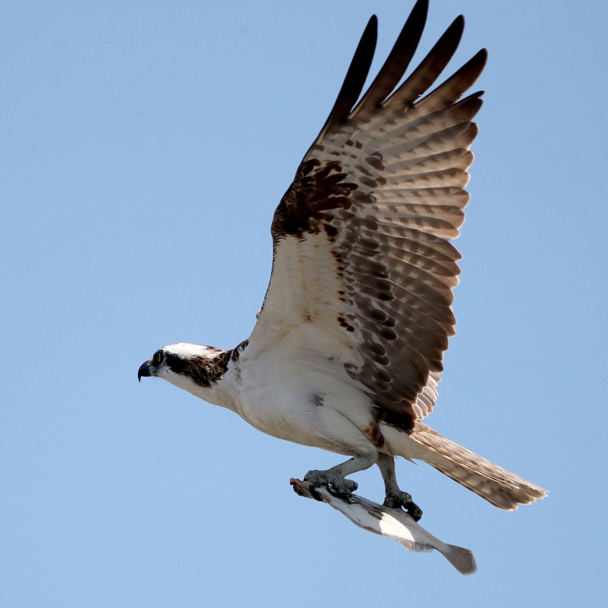 Osprey with its catch in its talons.