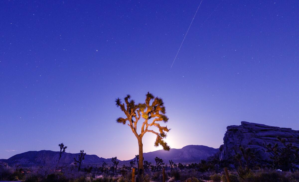 The Lyrid Meteor Shower is visible over a lone Joshua Tree in Joshua Tree National Park on April 25. 