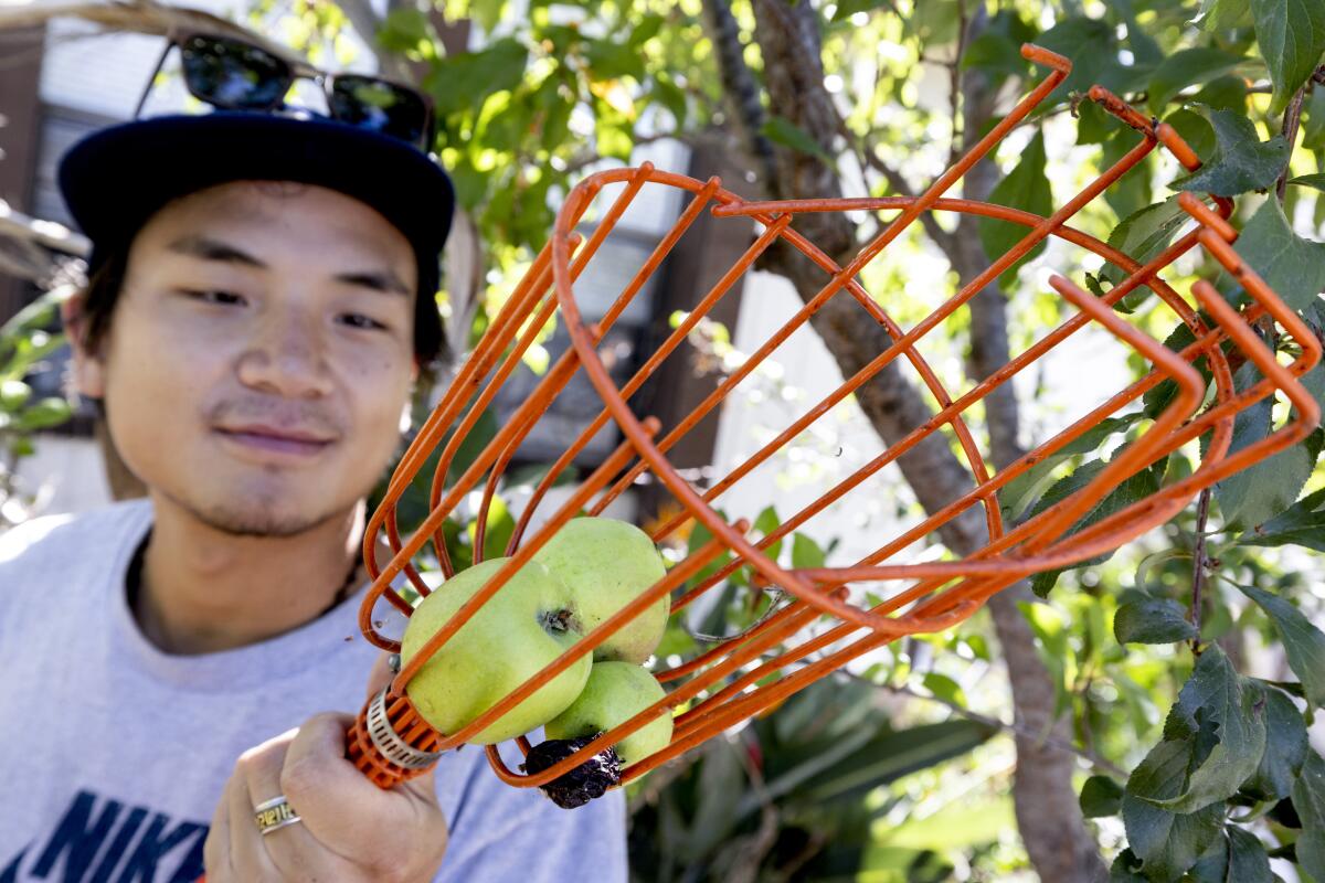 Fruit Fly Trap Caps - Lee Valley Tools