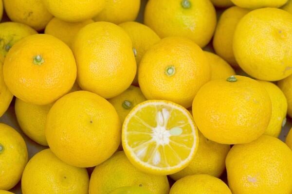 Hybrid citrus