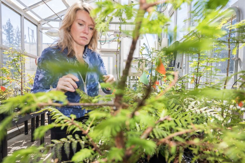 SANTA CRUZ, CA - APRIL 27, 2023: Jarmila Pittermann, a professor of plant biology, checks on plants inside a greenhouse on the roof of the Interdisciplinary Sciences building at University of California, Santa Cruz in Santa Cruz, Calif., Thursday, April 27, 2023. (Nic Coury / For The Times)