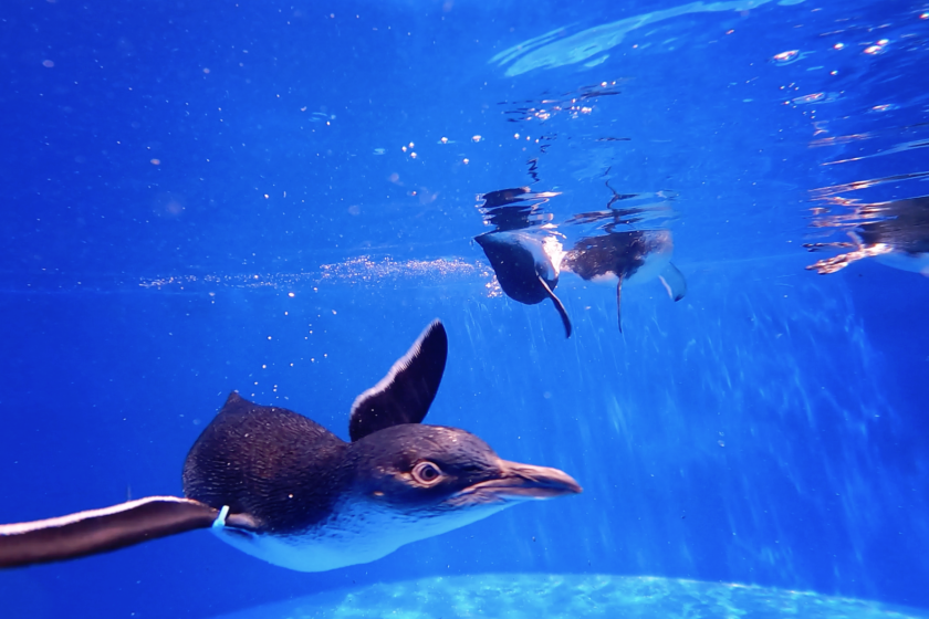Little Blue Penguins can dive at least 230 feet deep to search for food.