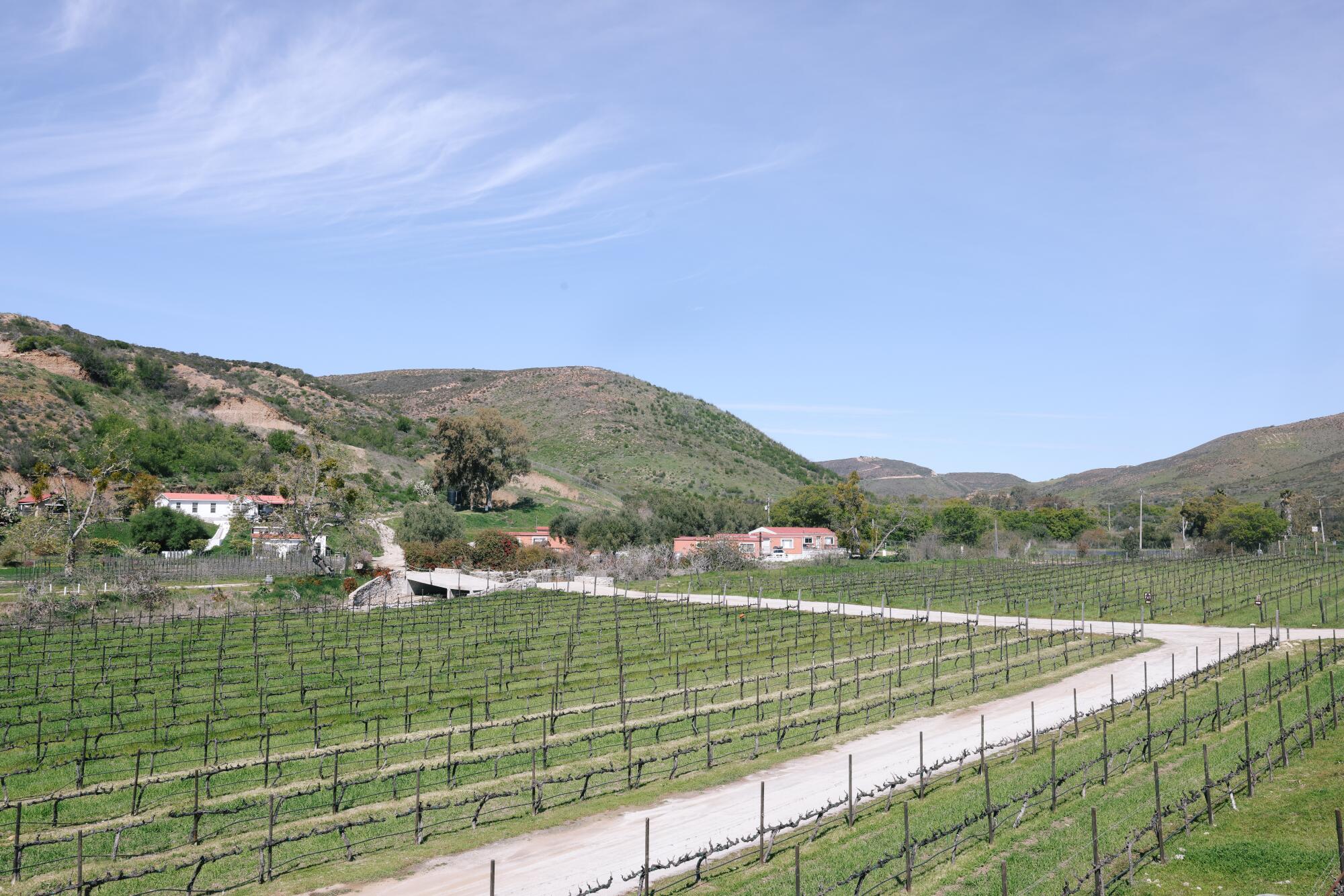 A landscape image of a winery in Valle de Guadalupe.