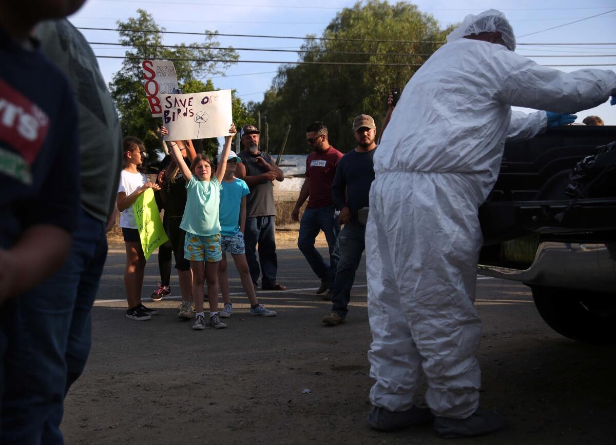 Los manifestantes observan cómo los funcionarios limpian pollos sacrificados en Mira Loma, California (Dania Maxwell / Los Angeles Times)