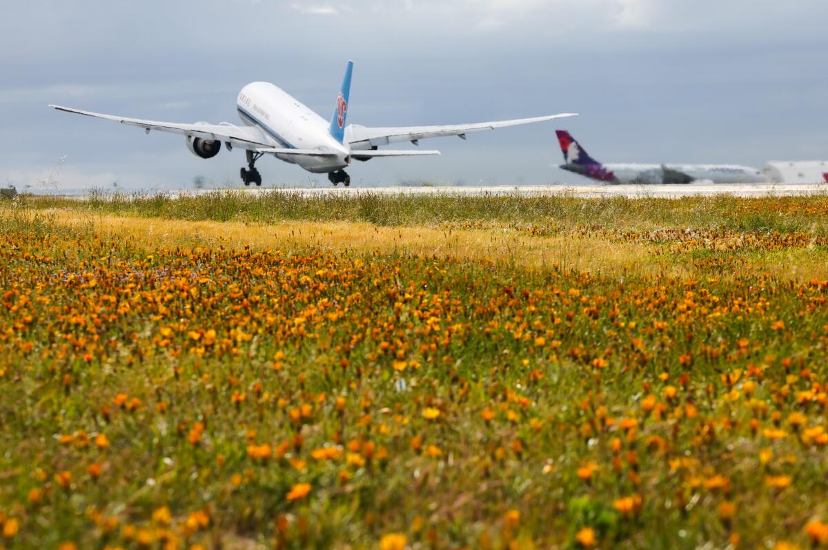 A passenger jet takes off over a field of orange wildflowers.