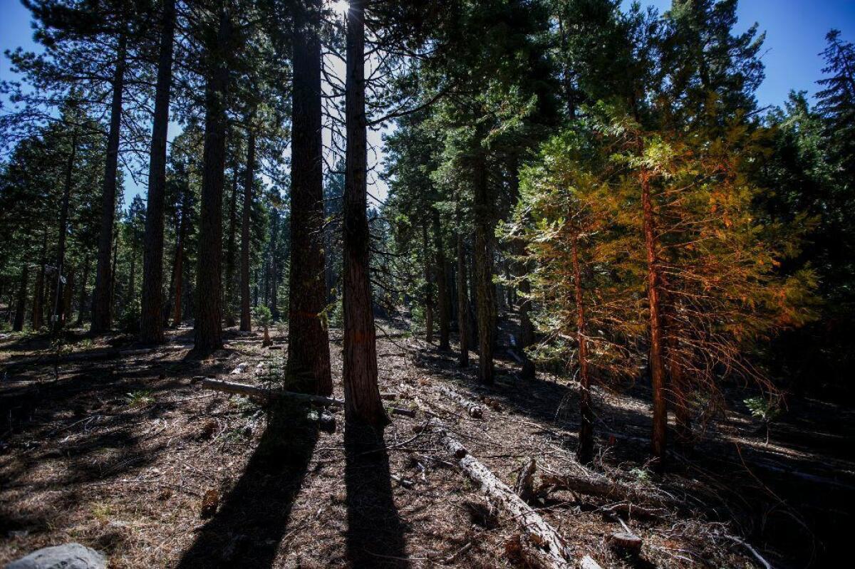 In the Stanislaus-Tuolumne Experimental Forest near Pinecrest, one area, left, was cleared of undergrowth and small trees, making it less fire prone than the denser, untreated area on the right. Blue Forest is financing similar work in the Tahoe National Forest.