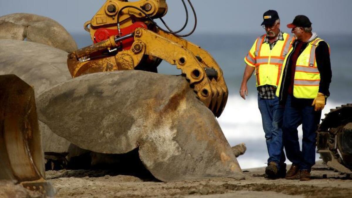 El proceso de eliminación de un cuerpo de ballena de la costa, frente a la playa estatal San Onofre, comenzó este jueves por la mañana. El mamífero murió en el mar antes de ser arrastrado hacia la costa.