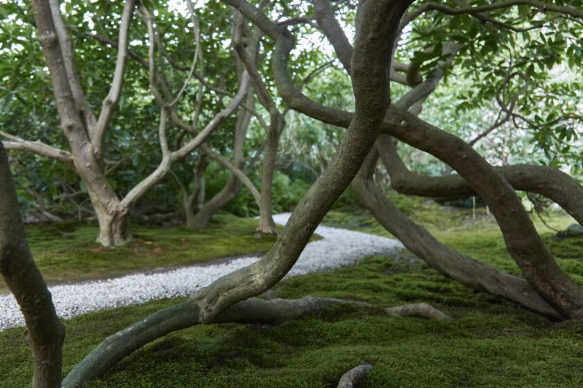 A path winds through a moss-carpeted grove of rhododendron trunks.
