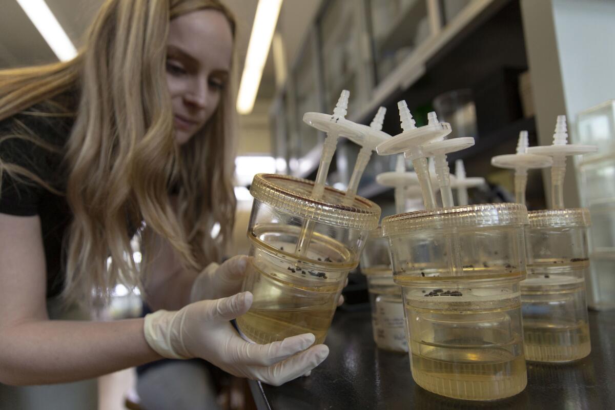 Hannah Pilkey, a graduate student in Powell’s lab, studies Ozark Chinquapin embryos in bioreactors to see if the scientists successfully introduced the gene for blight-tolerance. (Allison Zaucha / For The Times)