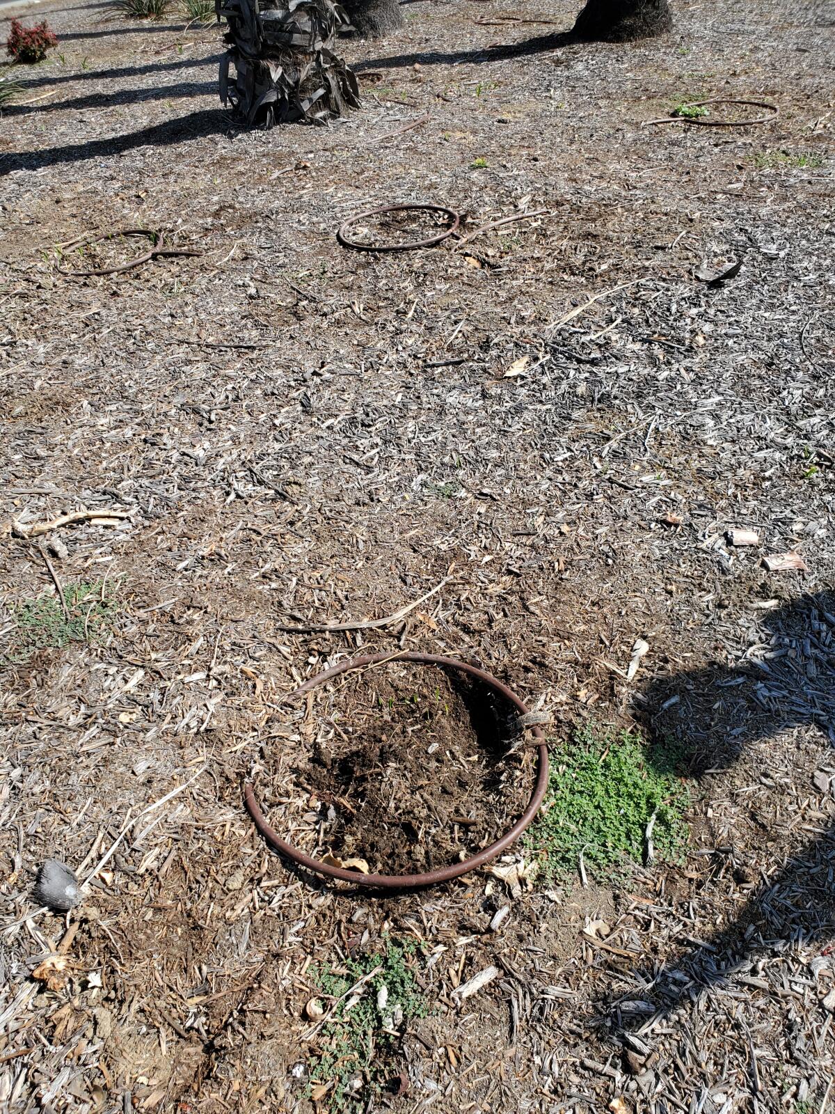 Irrigation loops indicate where plants once were but have since died and been removed.