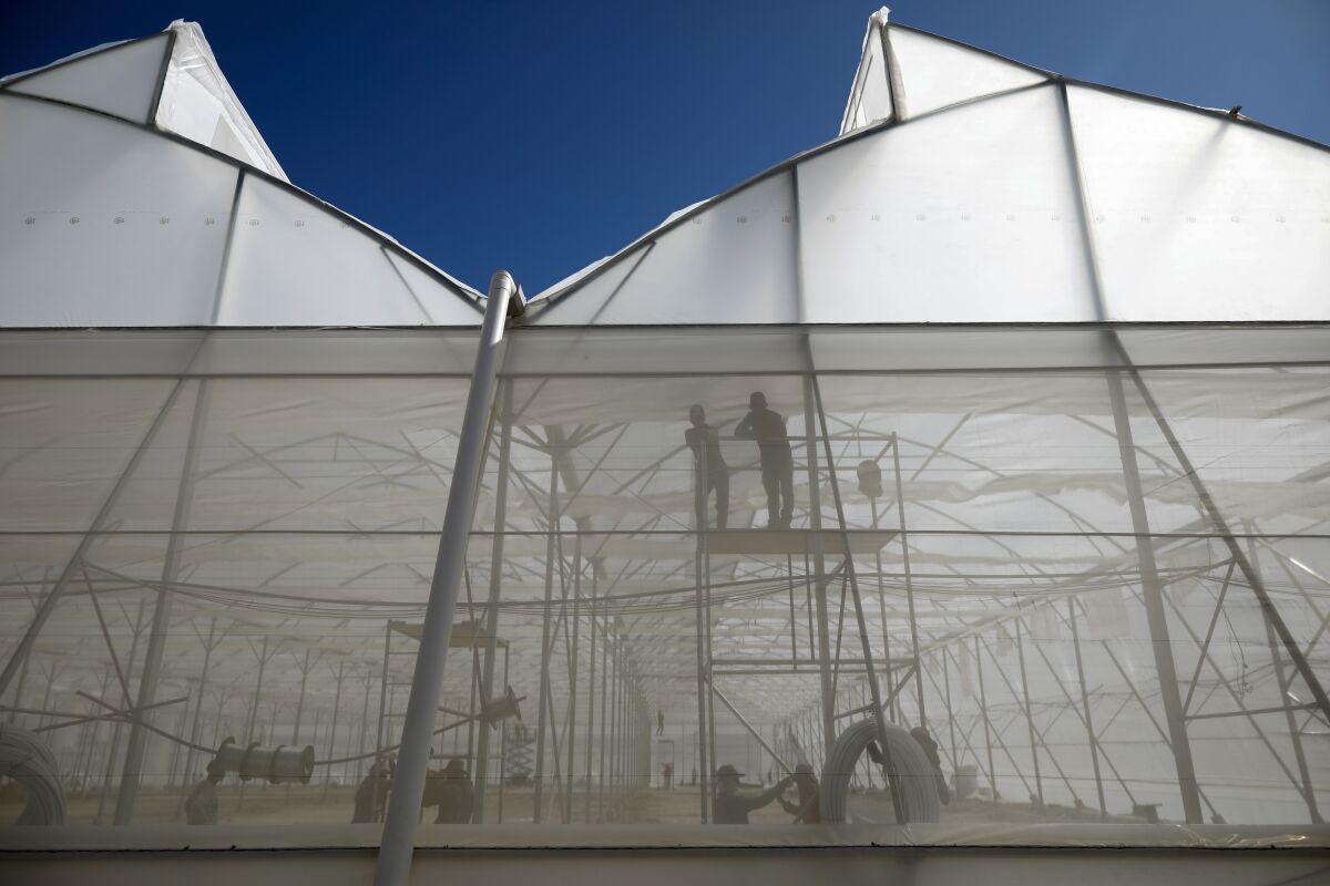 Workers build greenhouses for chili peppers and tomatoes for export, on the outskirts of the community of Las Tapias, San Marcos de Colon, Choluteca department, Honduras, Friday 30, July 2021, as part of special areas known as Employment and Economic Development Zones, or ZEDEs. The construction began in January, but it wasn’t until June when locals learned their community was part of a highly controversial government initiative creating semi-autonomous economic development zones that are exempt from many national laws and taxes. (AP Photo/Elmer Martinez)
