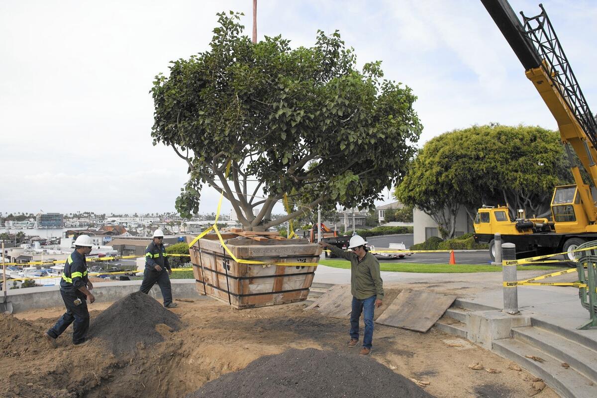 Workers lower a coral tree Monday onto the spot at Ensign View Park in Newport Beach where a 70-year-old coral tree was recently removed. The new tree was intended as its replacement, but it too will be replaced after a limb cracked during the planting ceremony.