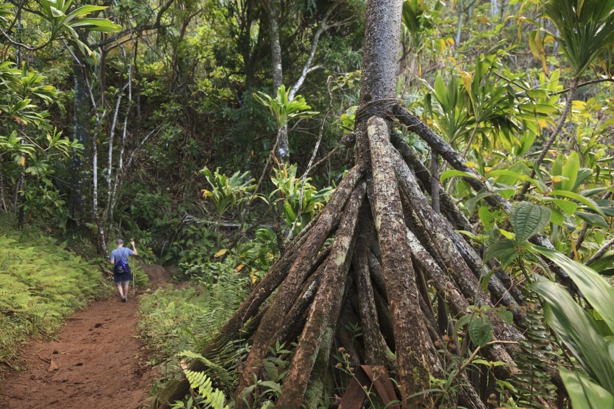 Tree planting by subscription, a new business from the former CEO of ...