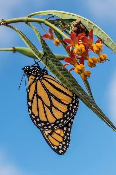 A monarch lives the butterfly life.