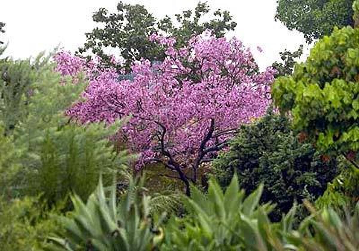 The pink tabebuia trumpet trees are flowering at the L.A. County Arboretum in Arcadia. The pink variety blooms on and off from November to May.