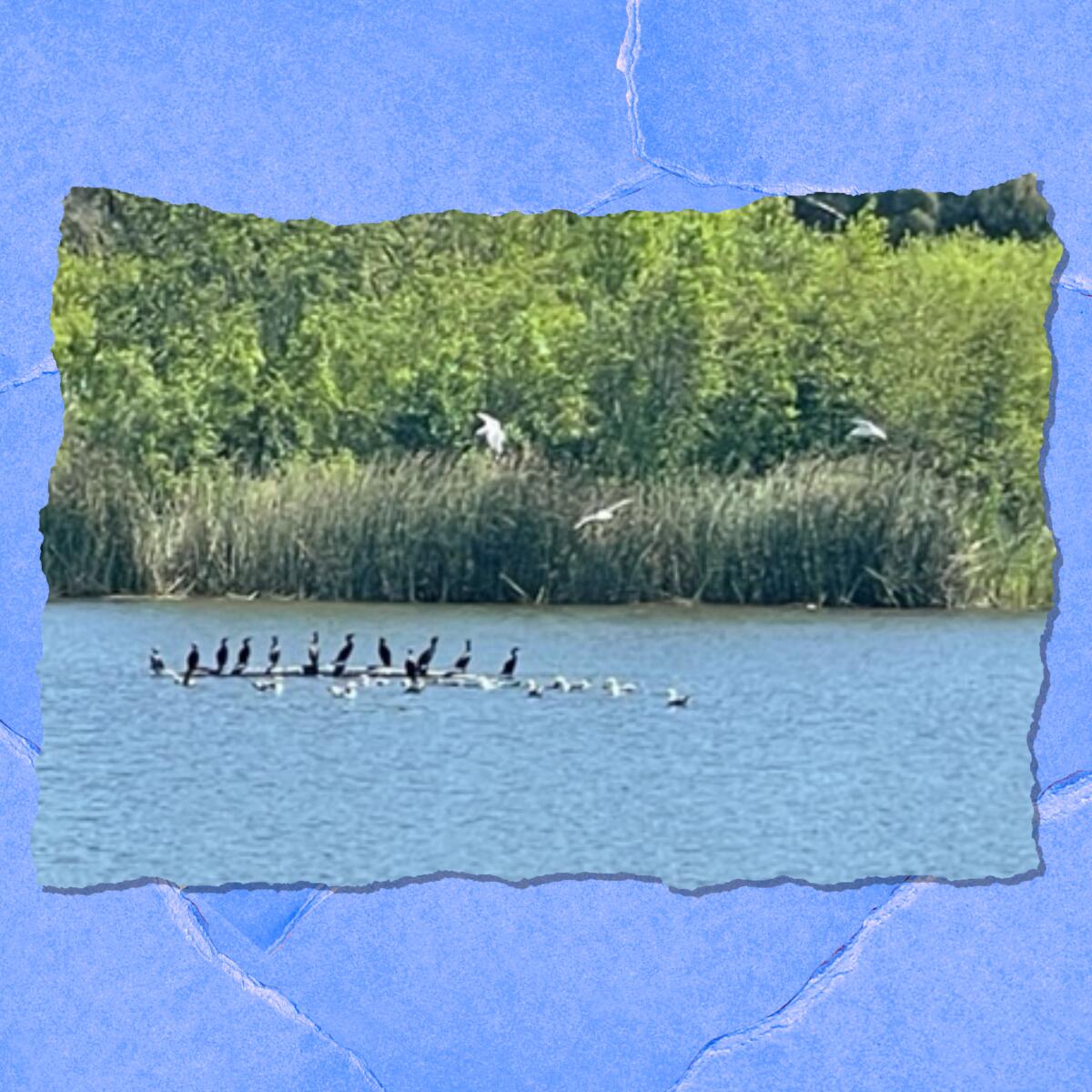 Birds perch at a lake. In the background is lush green vegetation.