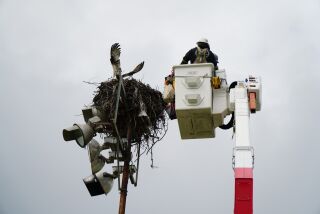 SDG&E officials help save an osprey caught in a net at Robb Field in Ocean Beach Monday.
