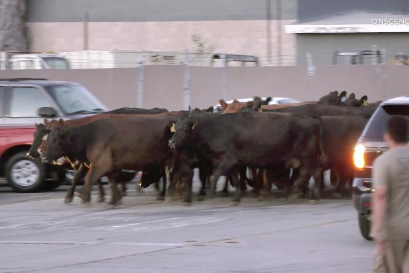 A herd of cows galloped through the streets of Pico Rivera  before making their way into a residential neighborhood.