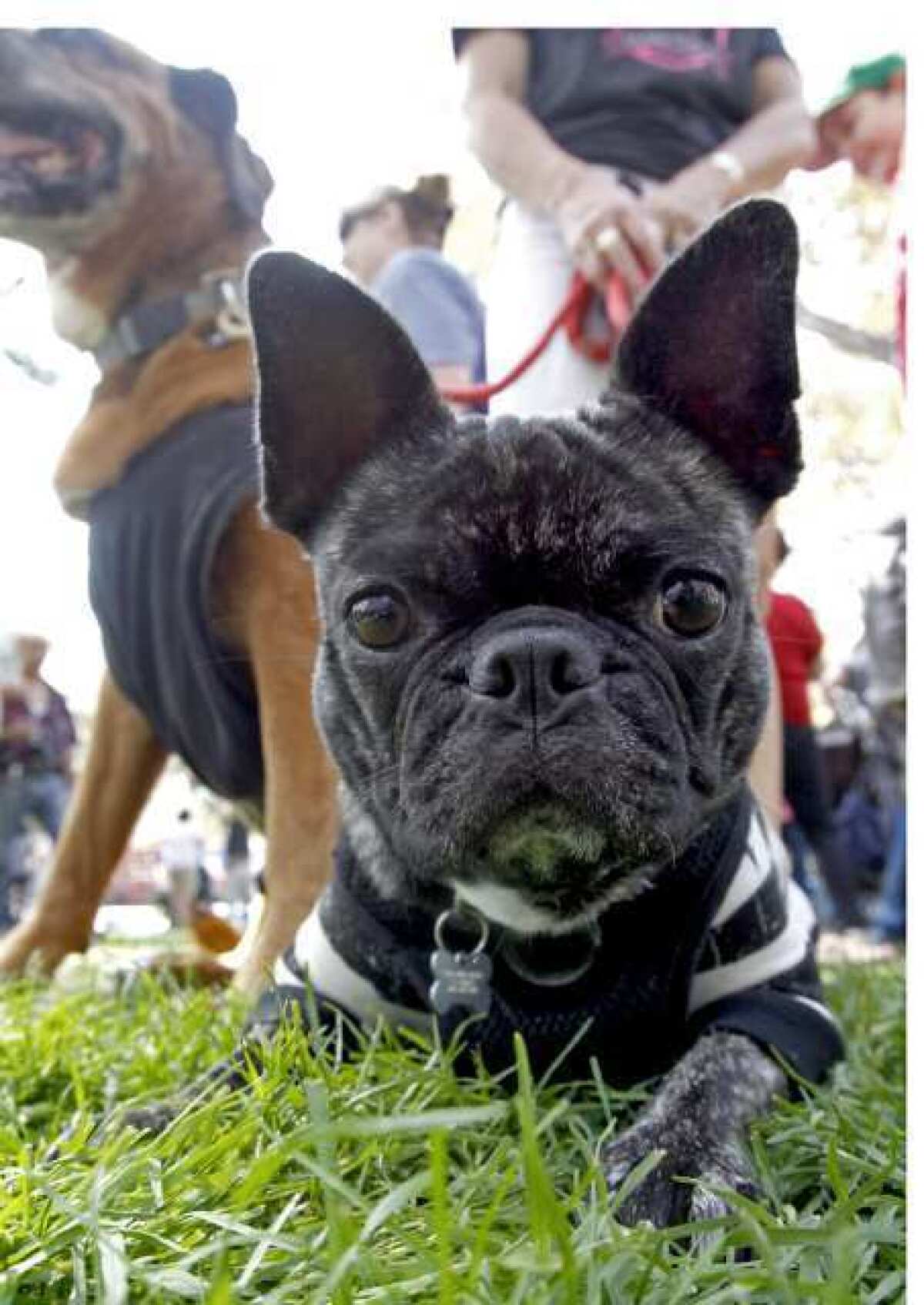 Bugg the Pug, owned by Carol De Pompa, takes a break on the grass during last year's K-9's in the Park at Verdugo Park in Glendale.