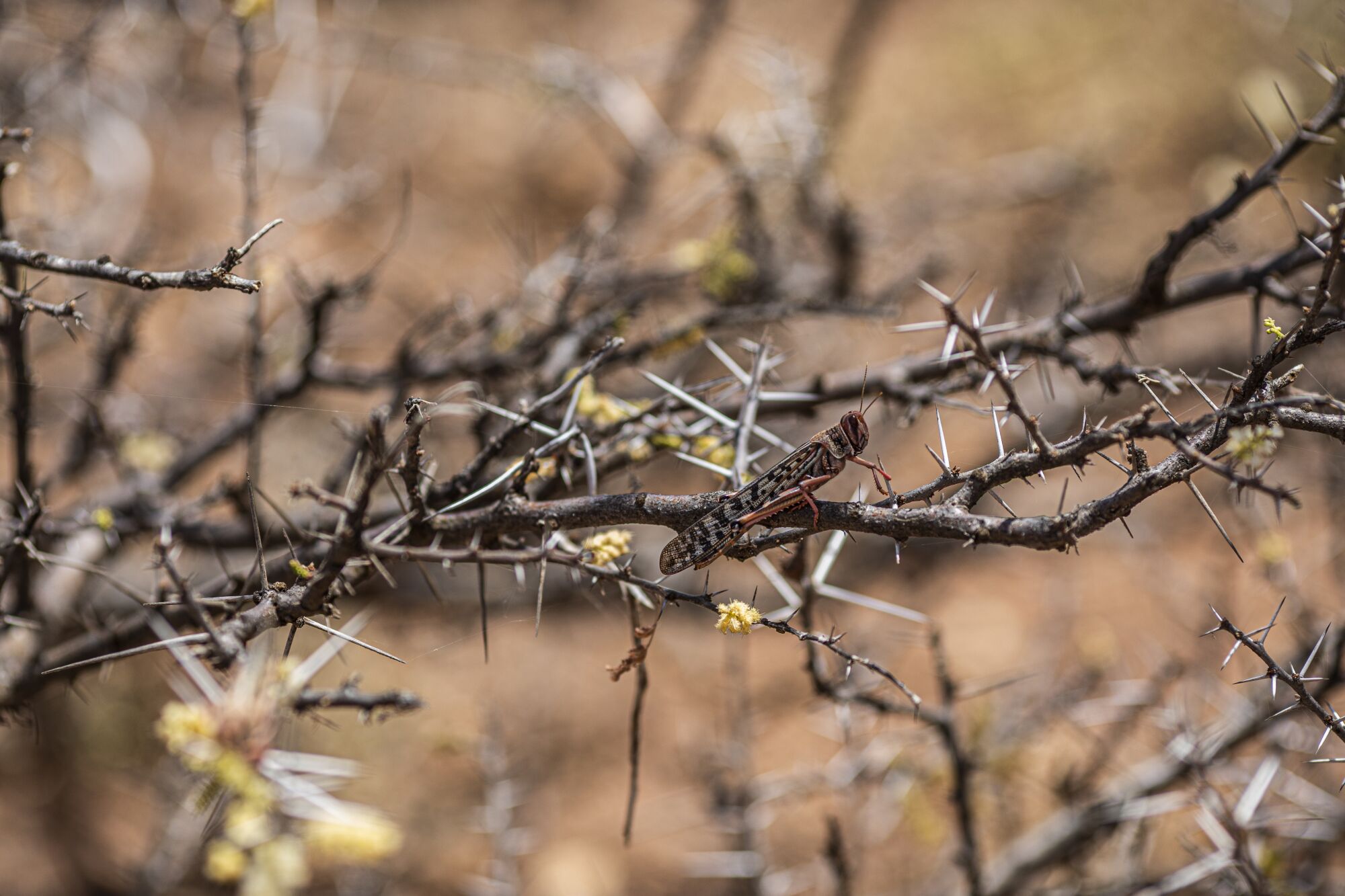 A desert locust sits on the branch of a stripped-bare acacia tree near Sool, Somalia.