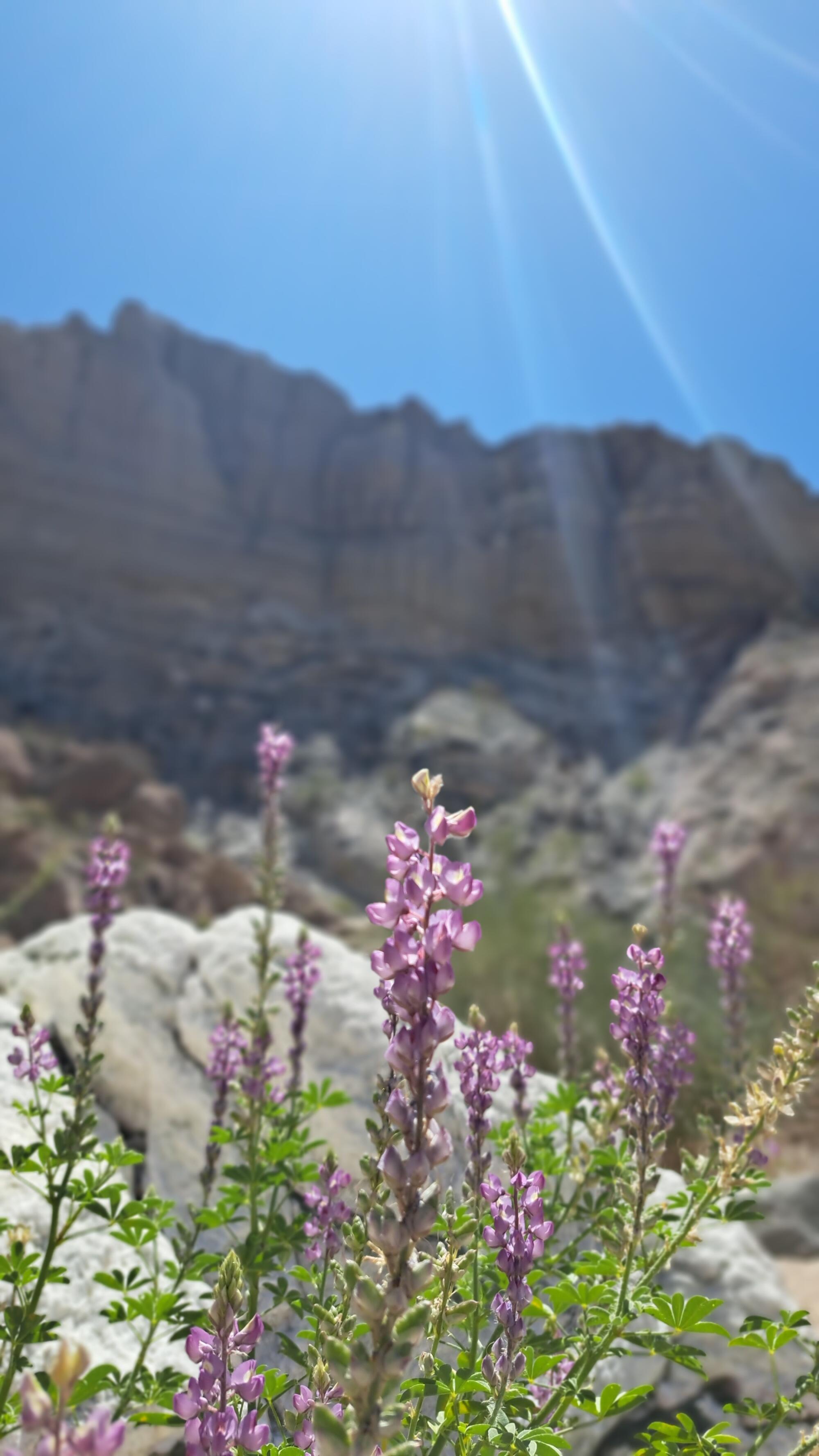 Purple lupines bloom in a rocky landscape under sunny skies