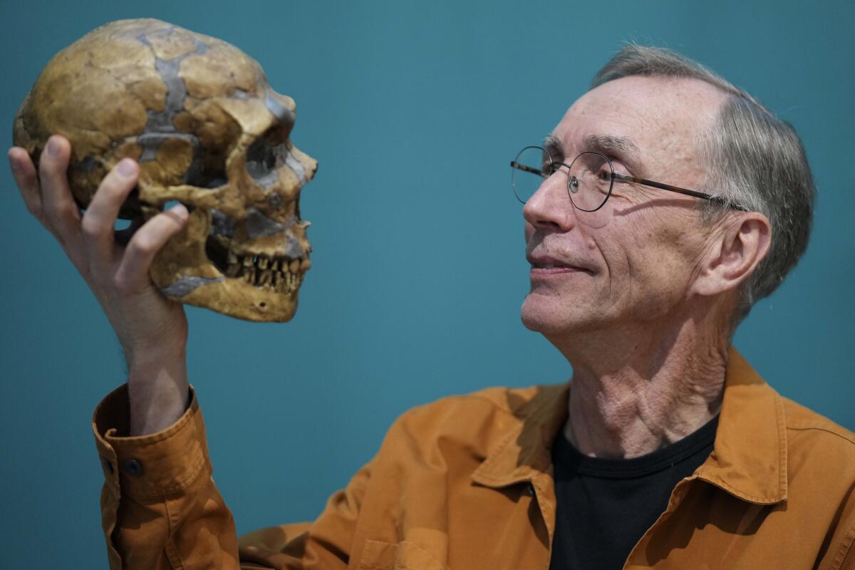 A man holding a replica of a Neanderthal skull and staring into its face.