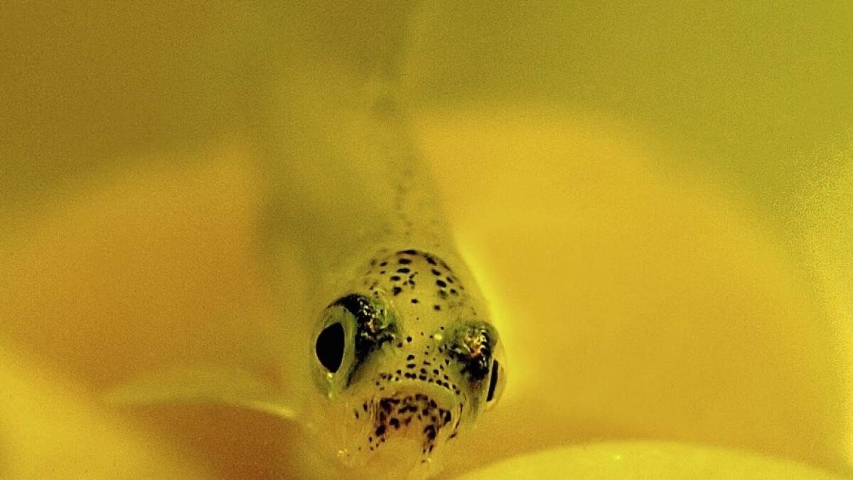 Column Right Wingers Again Demonize The Tiny Delta Smelt To