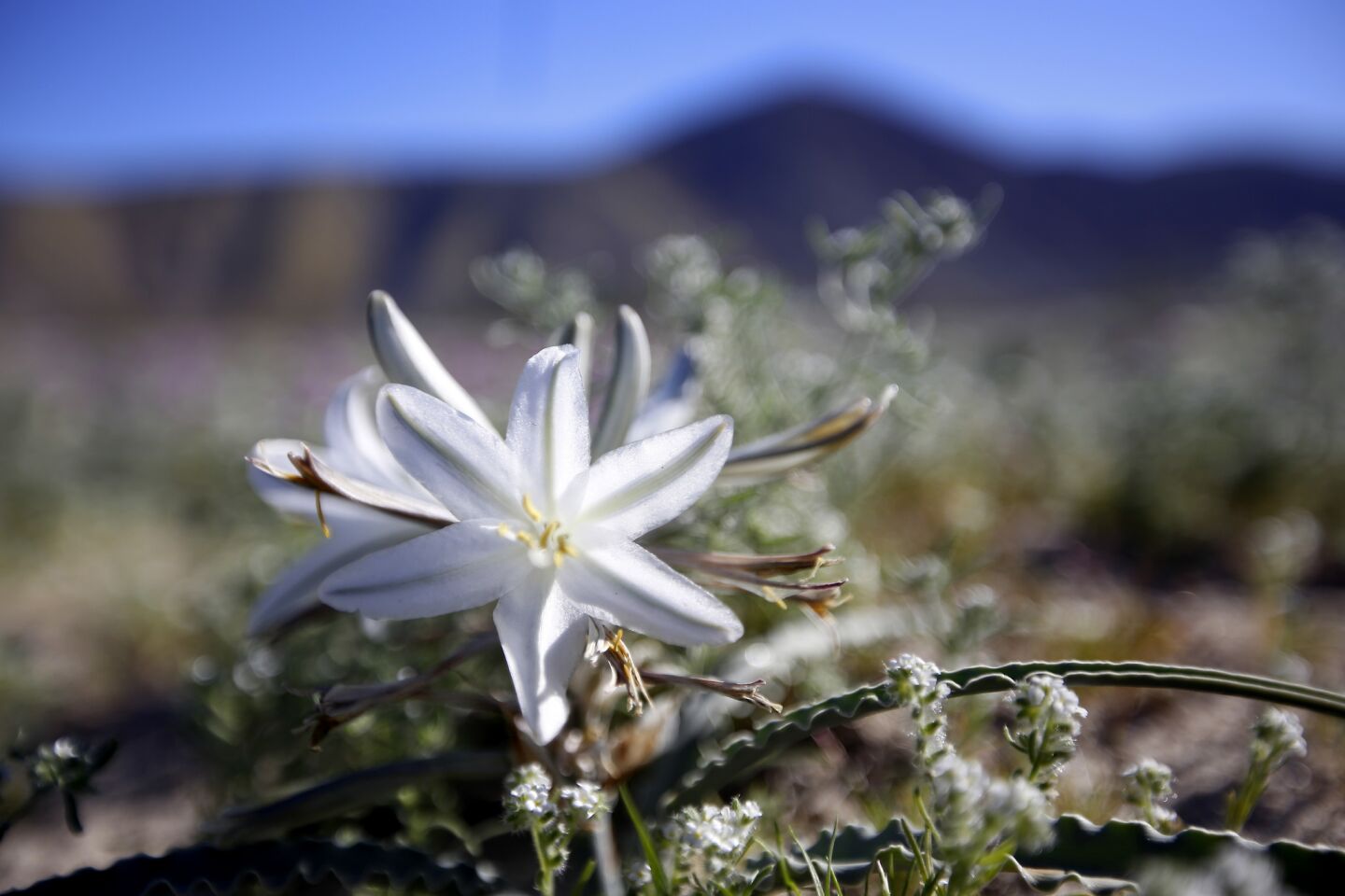 Desert Lily blooms in the Anza-Borrego Desert State Park in San Diego County.