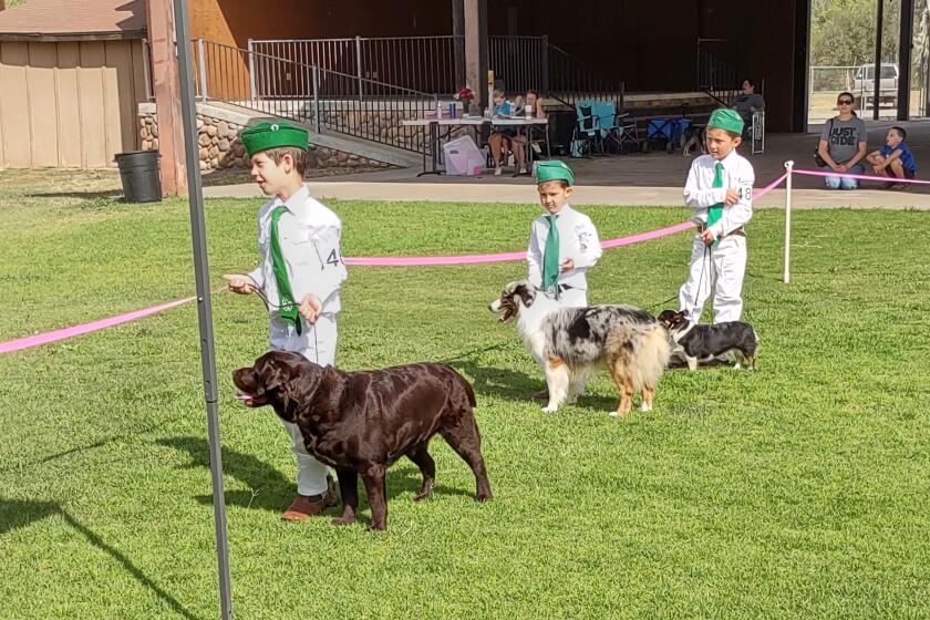 Children showed their canines in last year’s Ramona Junior Fair Dog Show.