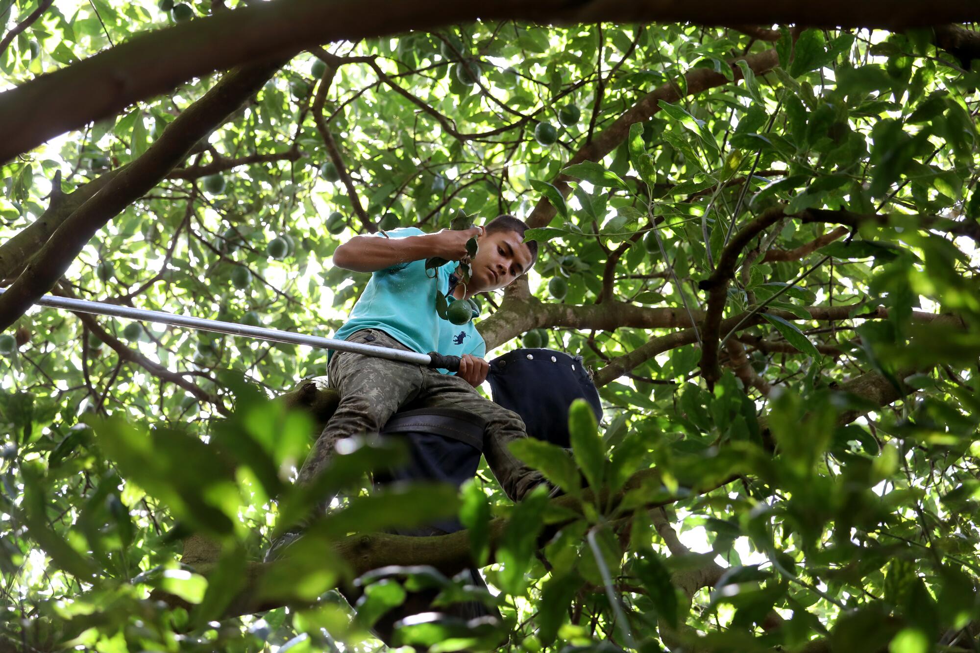 Avocado picking is well-paid by Mexican standards, but it is an increasingly dangerous job.