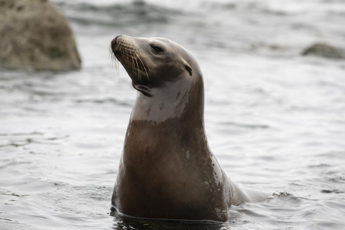San Diego establishes sea lion sanctuary on La Jolla beaches