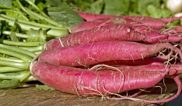 Mexican radishes