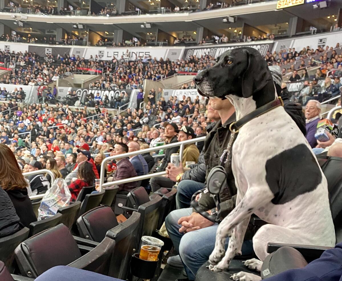 A four-legged fan watches as the Kings play the Calgary Flames at Staples Center on Wednesday night.