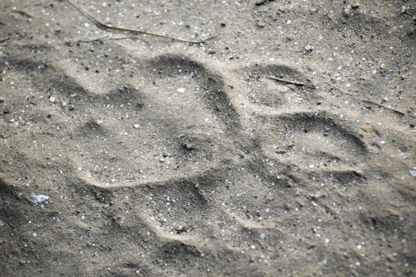 Tiger tracks