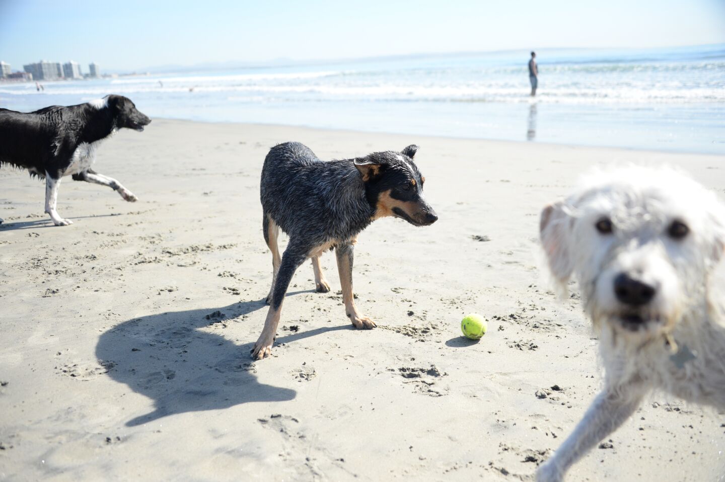 Pups playing at Coronado Dog Beach.