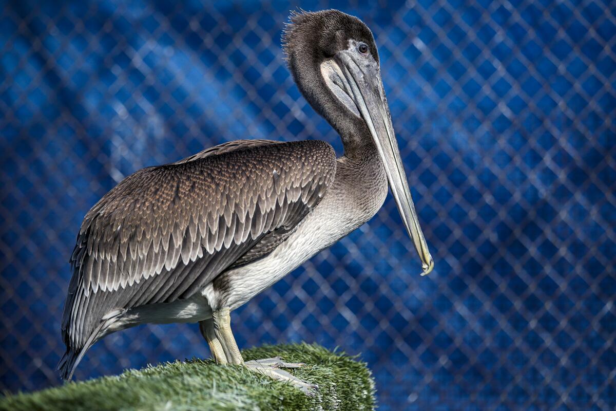 A pelican at a rehabilitation center