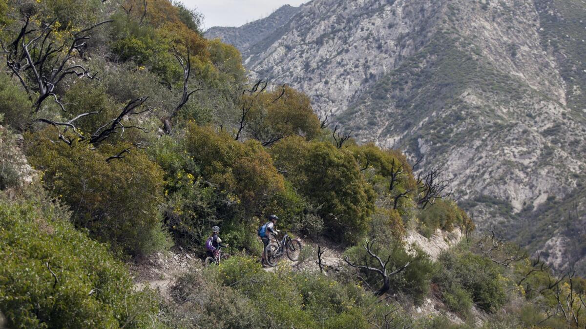 Robin McGuire and her husband, Mike McGuire, Angeles Forest Mountain Bike Patrol volunteers, pause to observe the volunteers organized by the Mt. Wilson Bicycling Assn.