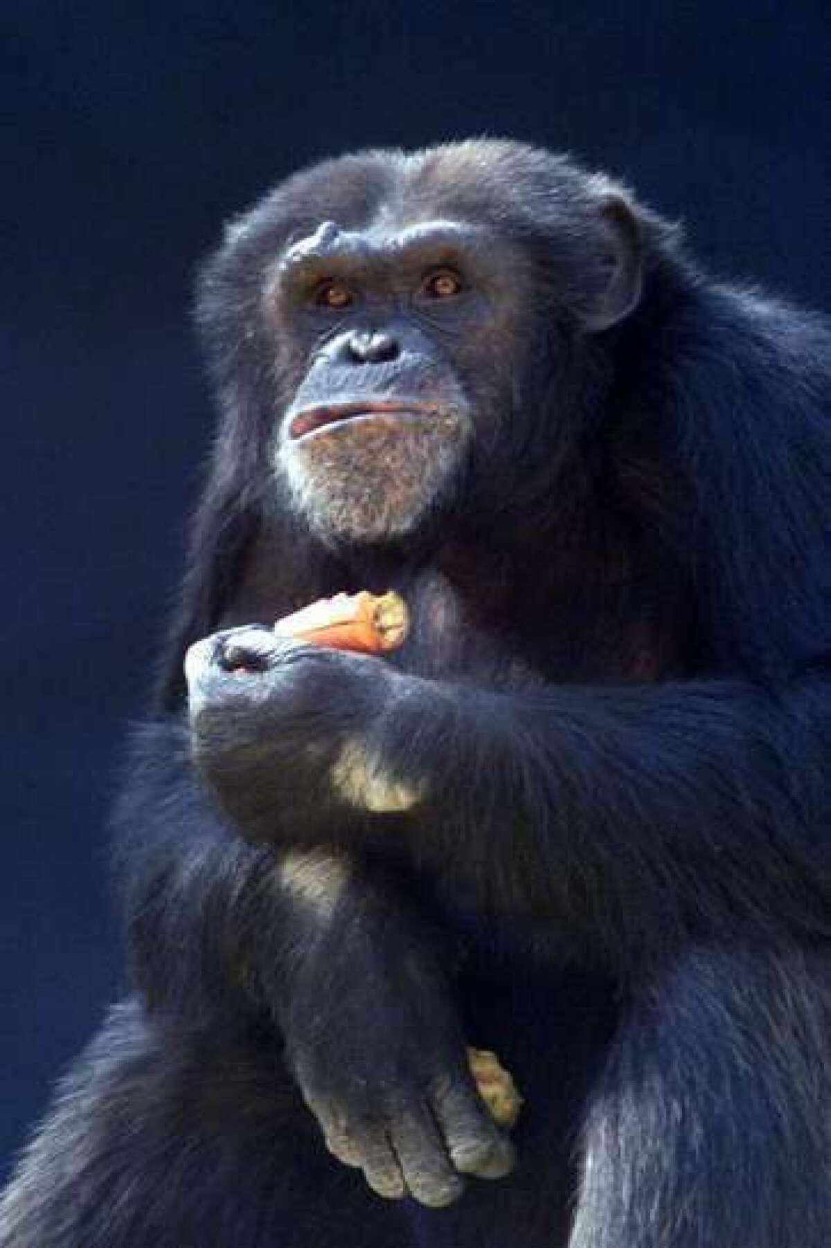 A study in PNAS involving a sharing game suggests that chimpanzees may have a sense of fairness akin to that of human beings.