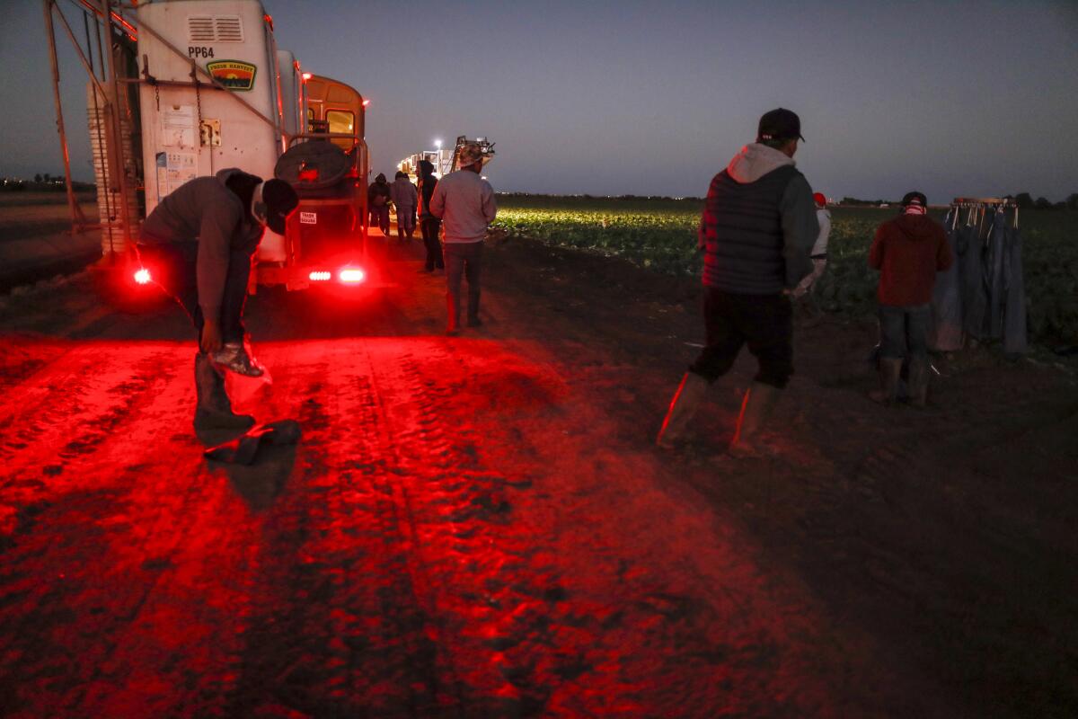 Vessey & Co. farmworkers head into the field before dawn.