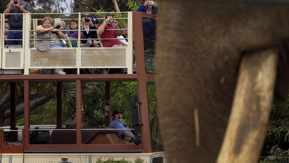 San Diego Zoo visitors stop to photograph elephants.