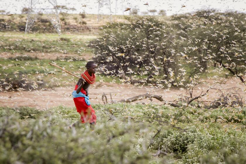 FILE - In this file photo taken Thursday, Jan. 16, 2020, a Samburu boy uses a wooden stick to try to swat a swarm of desert locusts filling the air, as he herds his camel near the village of Sissia, in Samburu county, Kenya. Climate change could push more than 200 million people to move within their own countries in the next three decades and create migration hotspots unless urgent action is taken in the coming years to reduce global emissions and bridge the development gap, a World Bank report has found. The report published on Monday, Sept. 13, 2021 examines how long-term impacts of climate change such as water scarcity, decreasing crop productivity and rising sea levels could lead to millions of what the report describes as “climate migrants” by 2050. (AP Photo/Patrick Ngugi, File)