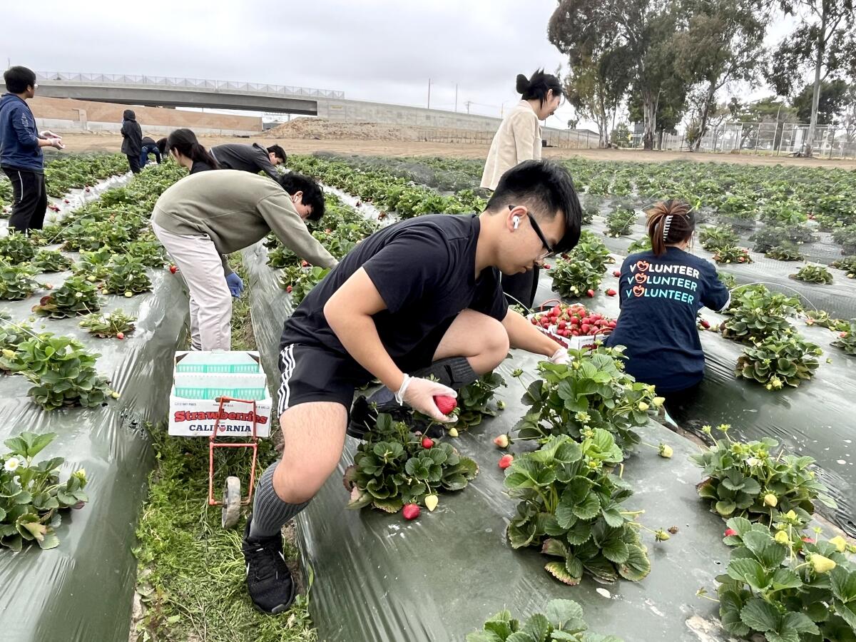 Westminster High School students and volunteers harvest strawberries at the Giving Farm on Earth Day.