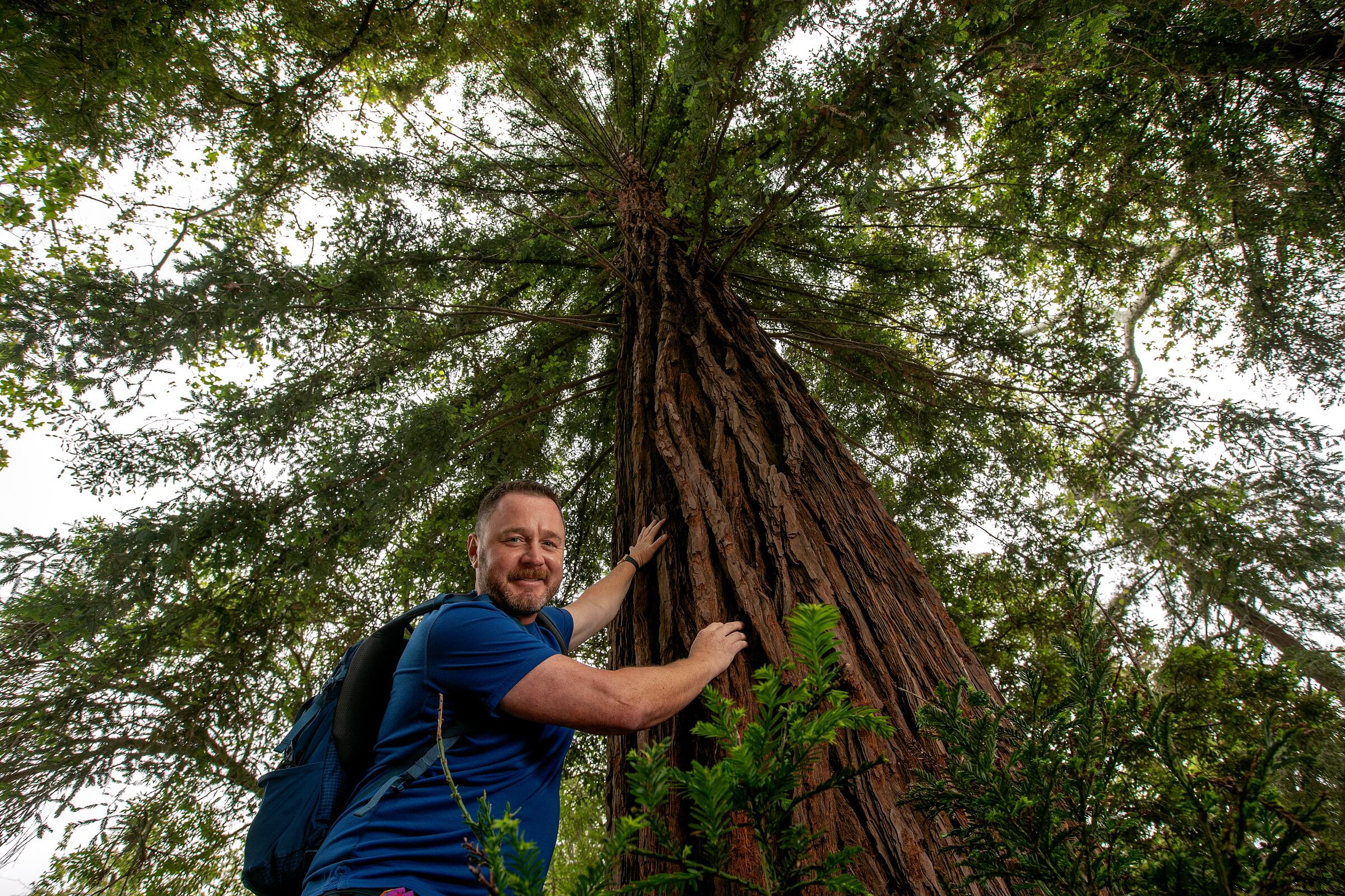 A man stands reaching up to touch the redwood tree that towers above him.