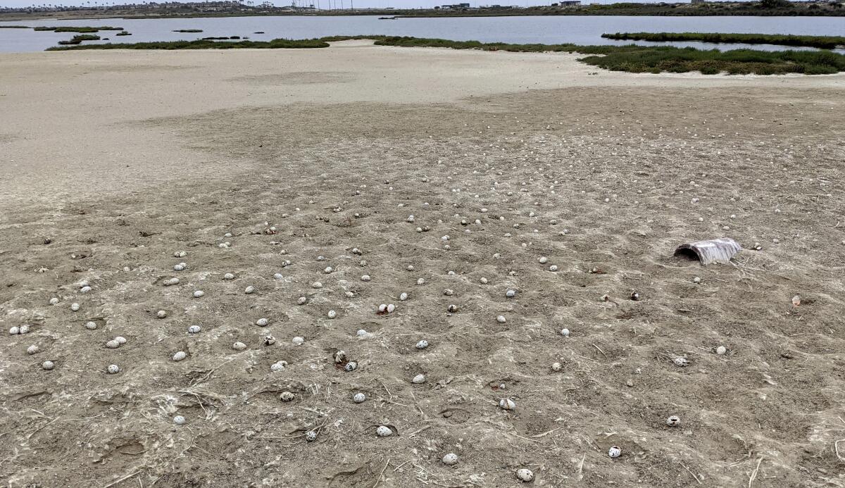 As many as 2,000 elegant tern eggs were abandoned on a nesting island at Bolsa Chica Ecological Reserve in Huntington Beach.