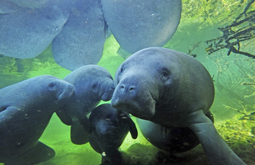 FILE - In this Dec. 11, 2017 file photo, manatees swim with their calves at Blue Spring State Park in Orange City, Fla. A combination of cold weather, a decline in seagrass due to development and contaminated waterways have put Florida on pace for its highest number of manatee deaths in a decade. Florida Fish and Wildlife Conservation Commission records show the 432 manatee deaths in 2021 is nearly three times the five-year average of 146 deaths between Jan. 1 and March 5. (Red Huber/Orlando Sentinel via AP, File)
